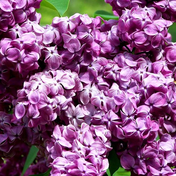 Meet your Posher, Debbie - Picture 1 of 1